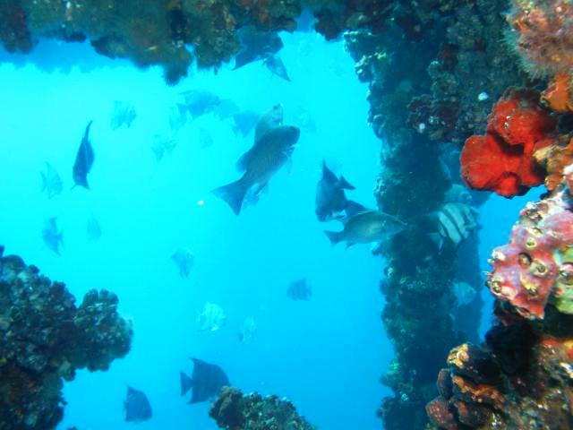 Fish swimming through rigs to reef project.