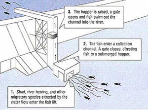 Diagram of a fish lift