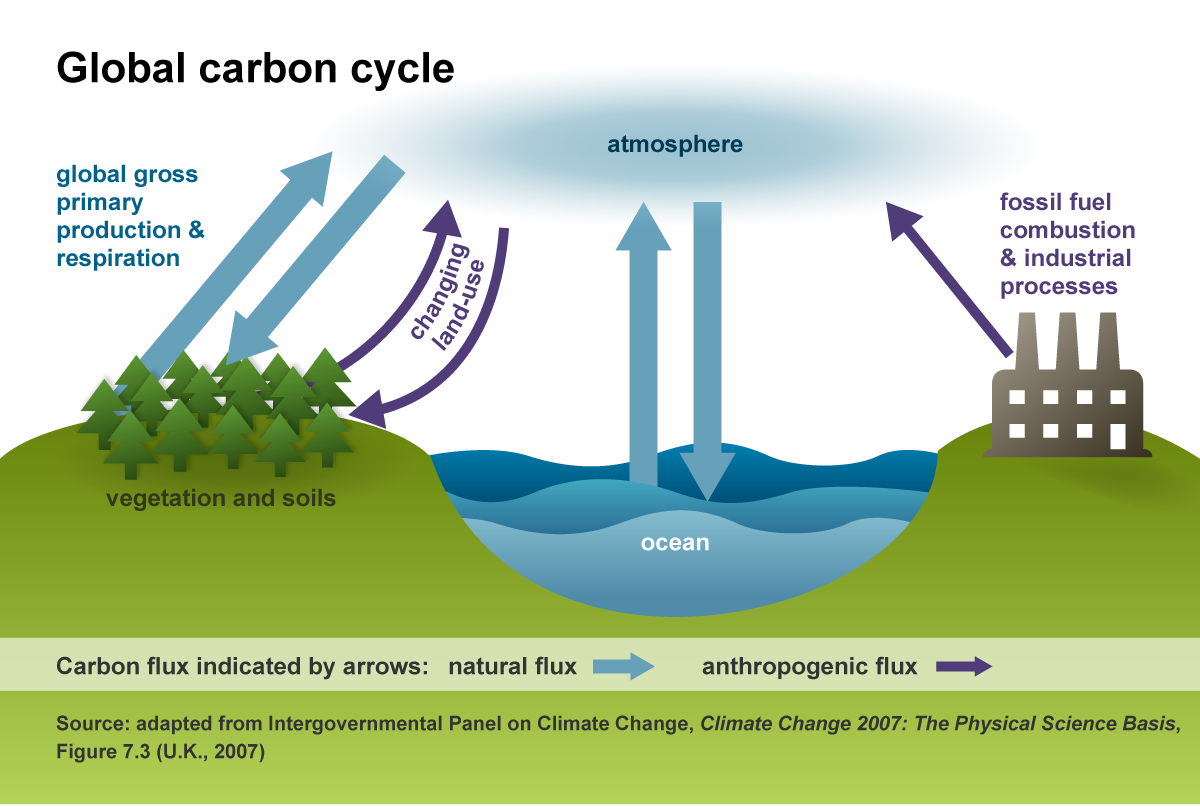 An illustration of the global carbon cycle.