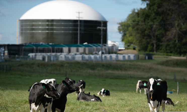 A photograph of cows in front of an anaerobic digester at Michigan State University.