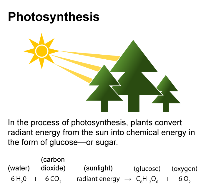 Photosynthesis. In the process of photosynthesis, plants convert radiant energy from the sun into chemical energy in the form of glucose or sugar. Water plus carbon dioxide plus sunlight yields glucose plus oxygen. Six water plus six carbon dioxide plus radiant energy yields sugar plus six oxygen.