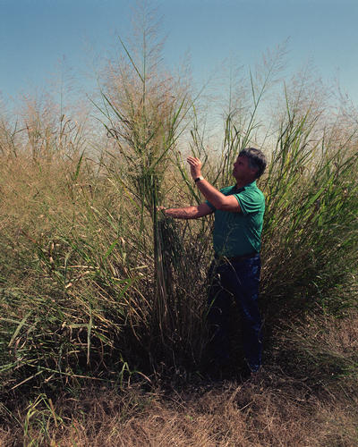 Panicum Virgatum (Switchgrass) Being Grown