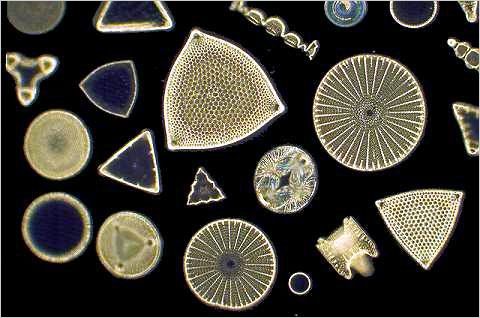 Diatom image: Group of cleaned frustules