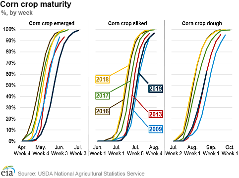 Corn crop maturity